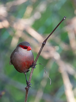 Wellenastrilld 5D-Mark-IV_AS_200113_1842.jpg