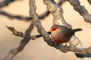 Wellenastrilld 5D-Mark-IV_AS_200113_1866.jpg