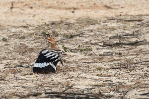 Wiedehopf 5D-Mark-IV_AS_200114_2005.jpg