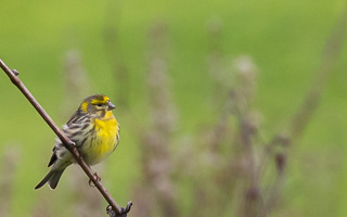 Girlitz 5D-Mark-IV_AS_200114_2009.jpg