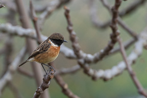 Schwarzkehlchen 5D-Mark-IV_AS_200114_2028.jpg