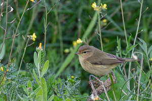 Zilp Zalp 5D-Mark-IV_AS_200114_2066.jpg