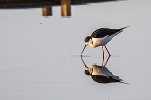 Stelzenläufer 5D-Mark-IV_AS_200117_2224.jpg