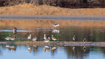 Goldregenpfeifer 5D-Mark-IV_AS_200117_2242.jpg