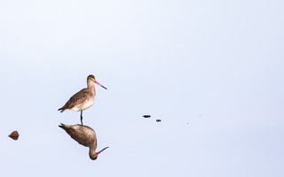 Uferschnepfe 5D-Mark-IV_AS_200117_2259.jpg