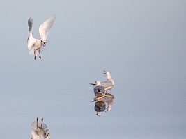 Schwarzkopfmöwe 5D-Mark-IV_AS_200117_2278.jpg