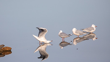 Dünnschnabel Möve 5D-Mark-IV_AS_200117_2287.jpg