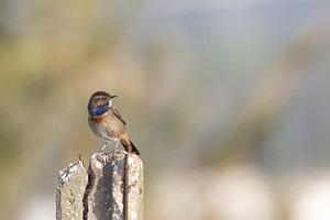 Blaukehlchen 5D-Mark-IV_AS_200117_2318.jpg