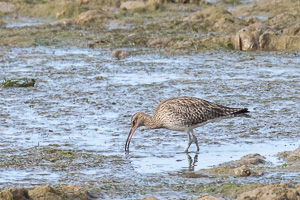 Regenbrachvogel 5D-Mark-IV_AS_200117_2397.jpg