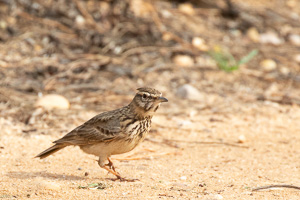 Haubenlerche 5D-Mark-IV_AS_200117_2415.jpg
