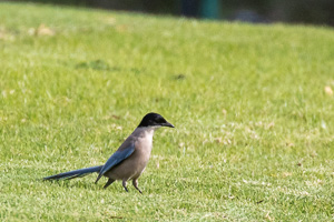 Blauelster 5D-Mark-IV_AS_200117_2453.jpg