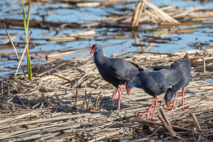 Purpurhuhn 5D-Mark-IV_AS_200117_2532.jpg