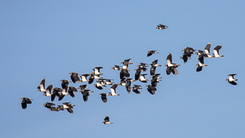 Kiebitze 5D-Mark-IV_AS_200117_2570.jpg