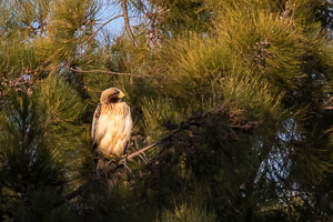 Zwergadler 5D-Mark-IV_AS_200117_2634.jpg