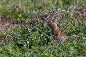 Bluthänfling 5D-Mark-IV_AS_200119_2763.jpg