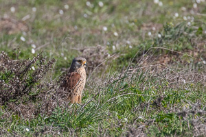 Turmfalke 5D-Mark-IV_AS_200119_2808.jpg