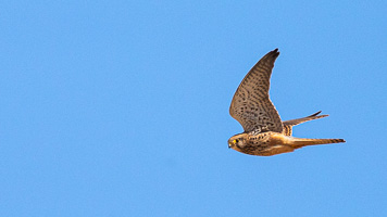 Turmfalke 5D-Mark-IV_AS_200119_2829.jpg