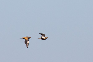 Sandflughuhn 5D-Mark-IV_AS_200121_2998.jpg