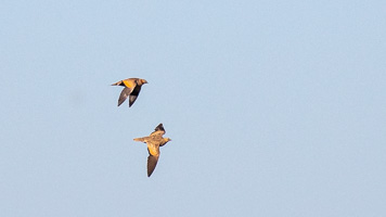 Sandflughuhn 5D-Mark-IV_AS_200121_3004.jpg