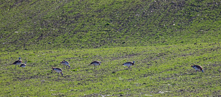 Großtrappen 5D-Mark-IV_AS_200121_3077.jpg