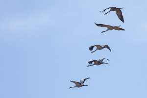 Kraniche 5D-Mark-IV_AS_200121_3146.jpg