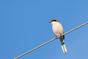 Mittelmeer-Raubwürger 5D-Mark-IV_AS_200121_3230.jpg