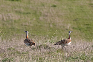 Großtrappen 5D-Mark-IV_AS_200121_3316.jpg