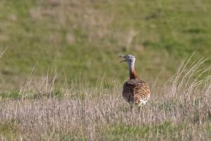 Großtrappe 5D-Mark-IV_AS_200121_3347.jpg