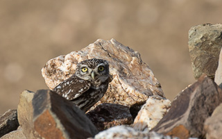 Steinkauz 5D-Mark-IV_AS_200121_3353.jpg