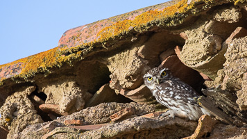 Steinkauz 5D-Mark-IV_AS_200121_3475.jpg