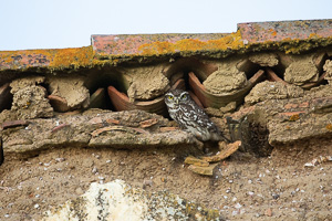 Steinkauz 5D-Mark-IV_AS_200121_3493.jpg