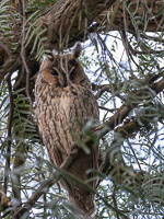 Waldohreule 5D-Mark-IV_AS_200121_3517.jpg