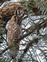 Waldohreule 5D-Mark-IV_AS_200121_3531.jpg