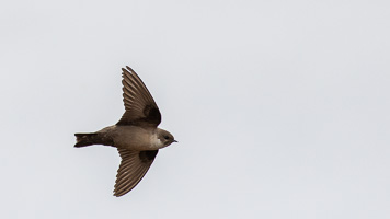 Felsenschwalbe 5D-Mark-IV_AS_200122_3554.jpg