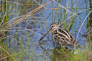 Bekassine 5D-Mark-IV_AS_200123_3573.jpg