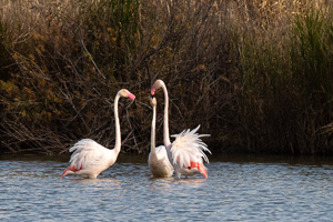 Rosaflamingos 5D-Mark-IV_AS_200123_3713.jpg