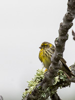 Girlitz 5D-Mark-IV_AS_200124_3788.jpg