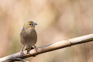 Schwarzkopf Webervogel 5D-Mark-IV_AS_200125_3815.jpg