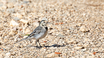 Bachstelze 5D-Mark-IV_AS_200125_3841.jpg