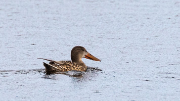 Löffelente 5D-Mark-IV_AS_200125_3876.jpg