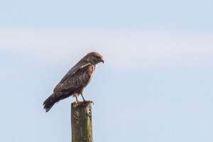 Mäusebussard 5D-Mark-IV_AS_200126_4000.jpg