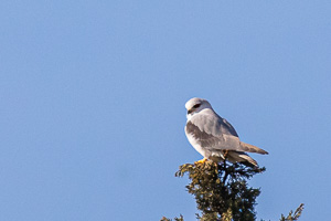 Gleitaar 5D-Mark-IV_AS_200127_4042.jpg