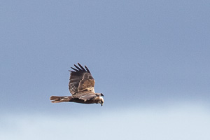 Rohrweihe 5D-Mark-IV_AS_200127_4123.jpg