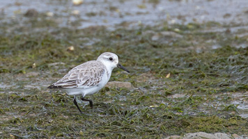Sanderling 5D-Mark-IV_AS_200128_4159.jpg