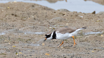Sandregenpfeifer 5D-Mark-IV_AS_200128_4165.jpg