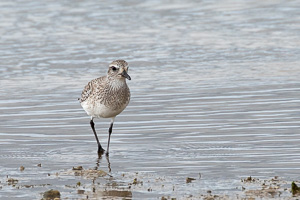 Kiebitzregenpfeifer 5D-Mark-IV_AS_200128_4215.jpg