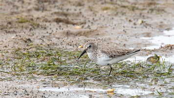 Alpenstrandläufer 5D-Mark-IV_AS_200128_4248.jpg