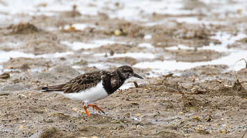 Steinwälzer 5D-Mark-IV_AS_200128_4263.jpg