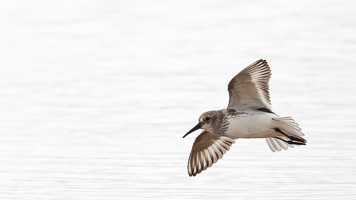 Alpenstrandläufer 5D-Mark-IV_AS_200128_4288.jpg