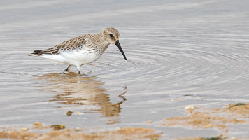 Alpenstrandläufer 5D-Mark-IV_AS_200128_4318.jpg